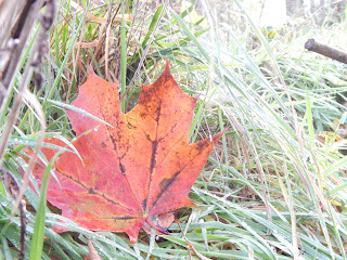 peaceful gardening im Herbst