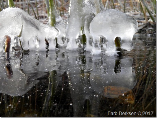 Barb Derksen Ice 2012  (27)