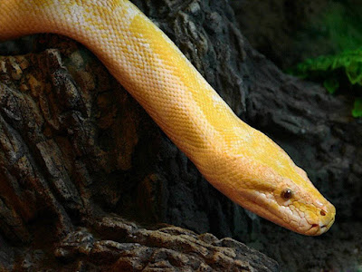 Reptiles Snake Normal Resolution HD Wallpaper 6