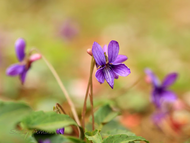 Viola inconspicua