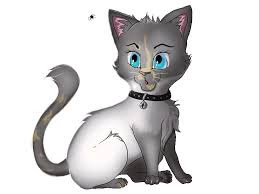 gambar kucing animasi mata berkedip dan melirik