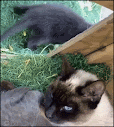 Amazing Cat GIF • The weirdest kitten your will ever see. Baby raccoon suckling from Mama cat!