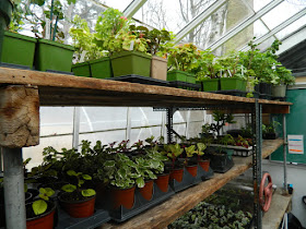 Sunnybrook McLean House greenhouse shelves by garden muses-not another Toronto gardening blog