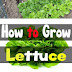 How to Grow Lettuce #vegetable_gardening