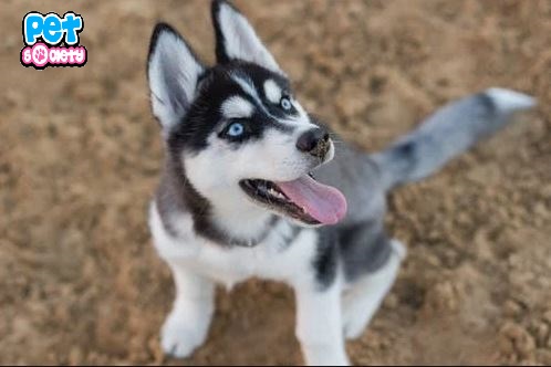 Siberian Husky Dog Breed Information