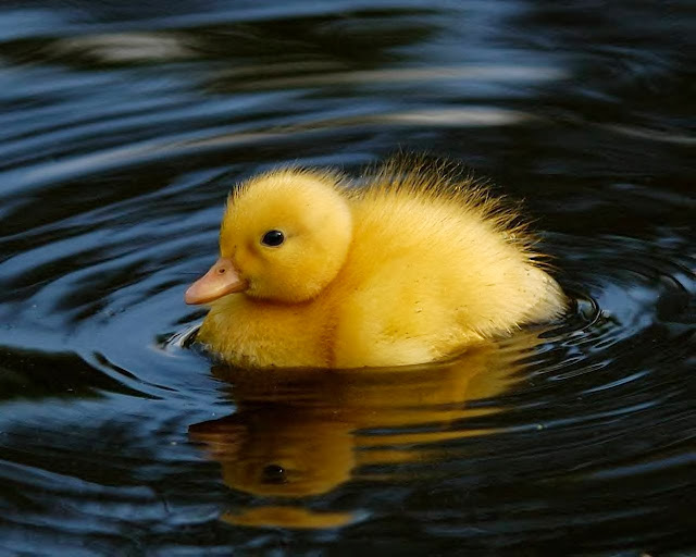 Cute Beautiful Baby Ducks HD Wallpaper Free