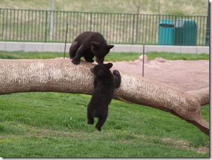 Cubs playing