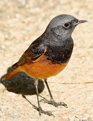 "Black Redstart (Phoenicurus ochruros) perched on the garden floor, displaying dark plumage with contrasting orange-red tail feathers. Winter common migrant to Mount Abu."