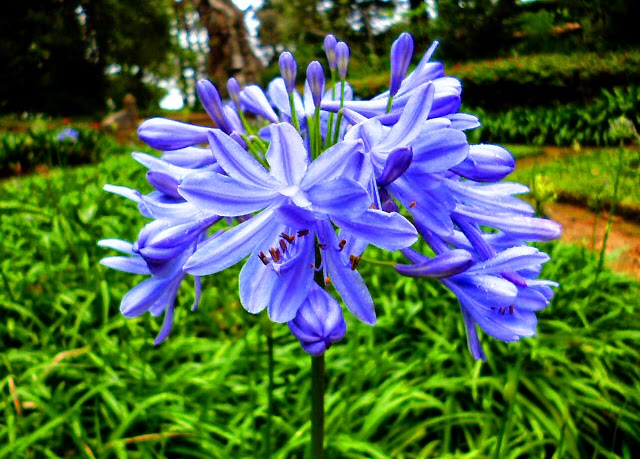  blue lily flower plant