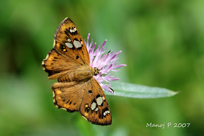 Tricoloured Pied Flat - Coladenia indrani