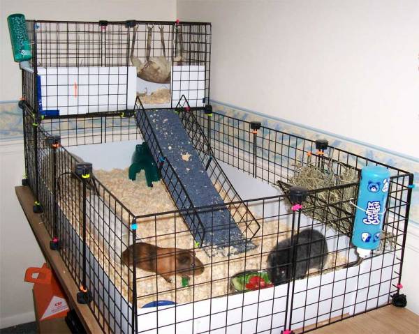 Guinea Pig Cage