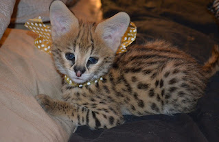 Serval kittens for sale