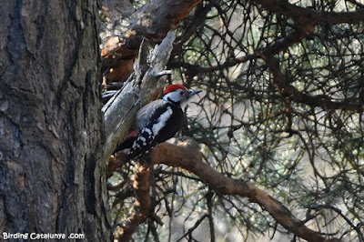 Picot garser mitjà (Dendrocoptes medius)