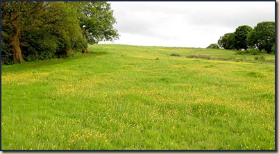 2704buttercups