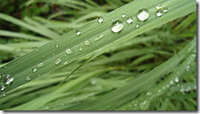 Lemon grass leaf waterproof