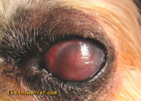 Dog Eye Disease