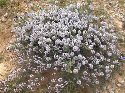 جرتيل Thymus Algeriensis