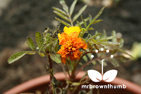 How to save seeds from Marigold flowers