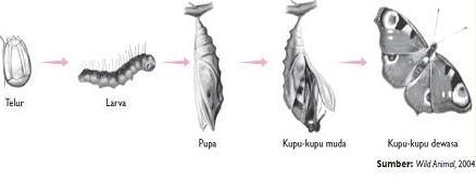 Pertumbuhan dan Perkembangan pada Kupu-kupu