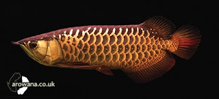 Arwana Ekor Emas  Red-tailed golden arowana