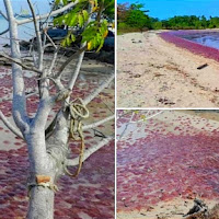 Misteri ribuan ubur-ubur terdampar di pantai gemparkan penduduk di Sabah