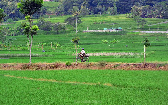 Sepeda menjadi alat transportasi sehari-hari