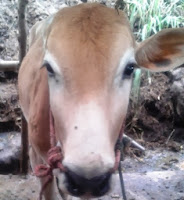 harga sapi qurban  2013 ddfwrqw