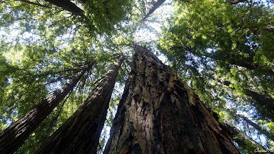 Séquoia de Californie