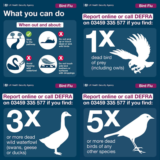 Bird Flu dos and don'ts plus what to report UK Gov