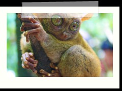 Tarsier found in Bohol
