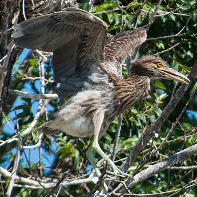 Juvenile Black-crowned Night-Heron, Denver City Park