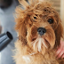 Regular Pet Grooming's Benefits and Importance