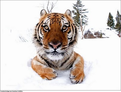 Gambar Bagus Harimau Siberia Koleksi Gambar Bagus