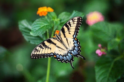 70+ Inspirational Quotes on Butterfly with Images for Motivation
