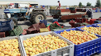 ΕΥΧΑΡΙΣΤΕΣ ΕΙΔΗΣΗΣ: Έχουμε ρεκόρ 10ετίας στις εξαγωγές φρούτων και λαχανικών