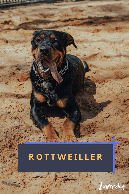 Rottweiller