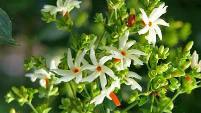 ইসলামে খাবারের আদব | সুন্নাহর পদ্দতিতে খাবার এর আদব!