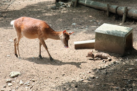 奈良公園 子鹿 赤ちゃん鹿