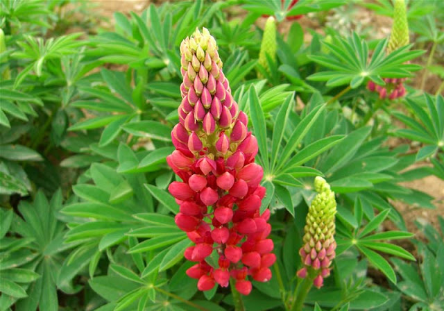 Lupine Flowers Pictures