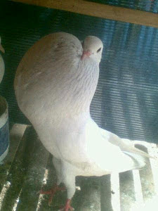 Merpati Gondok Jantan