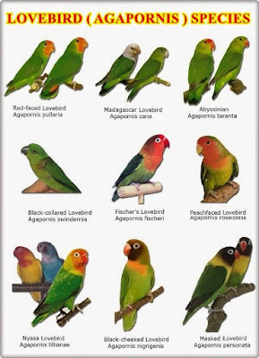 Berbagai Jenis Lovebird Kacamata dan Sifat Penurunannya