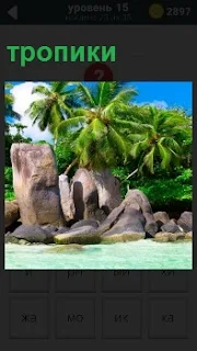 Экзотический пляж в тропиках с пальмой на берегу и большие камни вокруг