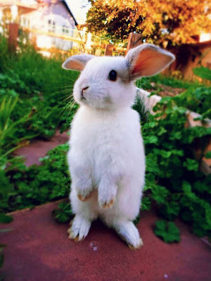 Imagen tierna de conejito blanco en dos patitas