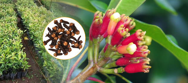 Clove (Syzygium aromaticum) is a type of herbaceous plant that can have large tree trunks and hardwood, cloves can survive tens or even hundreds of years, can reach 20-30 meters in height and quite dense branches.  The branches of the clove plant are generally long and filled with small branches that break easily. The crown or also commonly called the cone-shaped canopy of the clove tree. Green clove leaves are oval-shaped elongated with the tip and the base angled, the average width ranges from 2-3 cm and the length of the leaves without stalks ranges from 7.5 -12.5 cm.  Flowers and clove fruit will appear on the tips of leaf twigs with short stalks and bunches. The fruit stalks are initially green, and red when the flowers have bloomed.  The cloves will be harvested when they reach a length of 1.5-2 cm. When they are young, clove flowers are purple in color, then turn greenish yellow and turn pink when they are old. Dried clove flowers will be dark brown in color and have a spicy taste because they contain essential oils. Generally, cloves first bear fruit at the age of 4-7 years.
