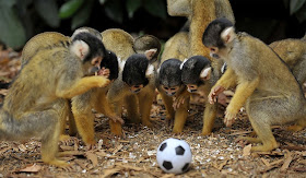 The Bolivian squirrel monkeys playing soccer at London Zoo, cute monkeys, bolivian squirrel monkey