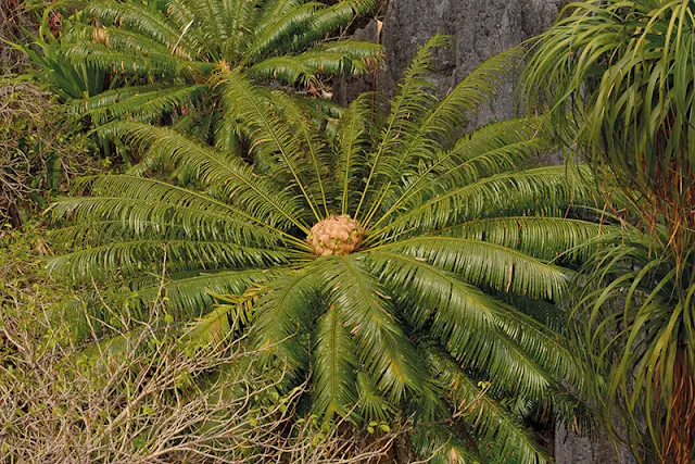 ปรงหิน Cycas petrae