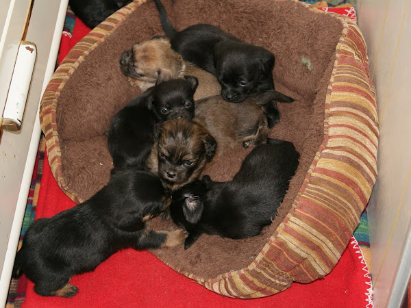 Puppies - 4 Weeks Old