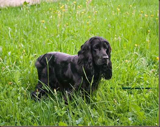 Amazing Animals Pictures Cocker Spaniel (4)