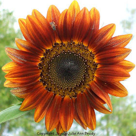 A bee on a pretty Autumn Beauty sunflower petal