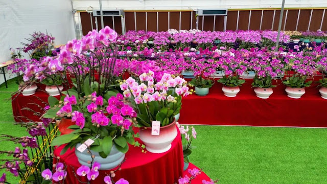 Orchid Tourism Culture Festival in Guangdong Province (Sihui·Shigou Town)